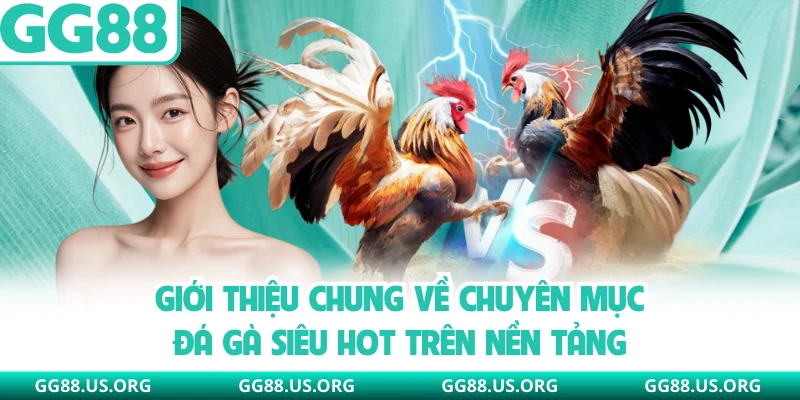 Giới thiệu chung về chuyên mục đá gà siêu hot trên nền tảng